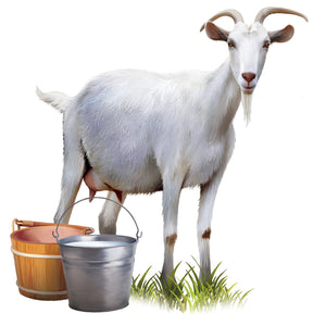 Morning Goat Milking